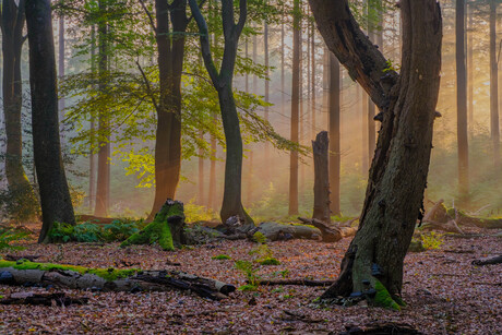 zonsopkomst in het mistige bos