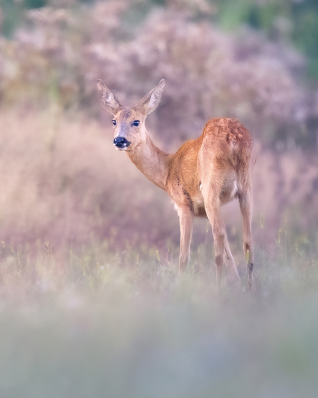 Roedeer