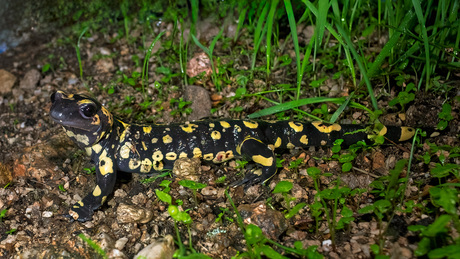 vuursalamander