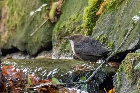 Waterspreeuw, Waterspreeuw, White-throated Dipper, Cinclus cinclus 