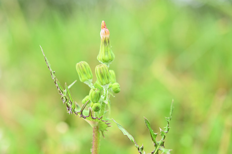 Melkdistel