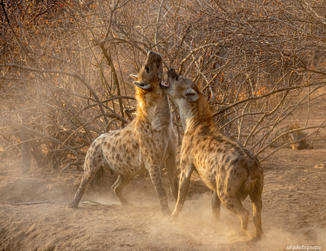 Hyena fighting