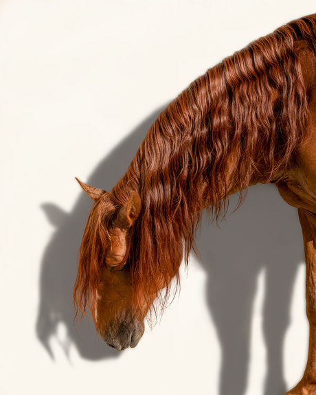 Lusitano Love