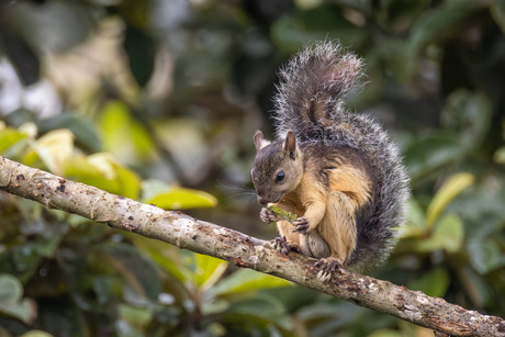 Grote gevlekte boomeekhoorn