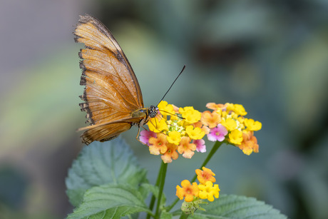 Dryas iulia