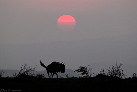 Nambiti Sunrise