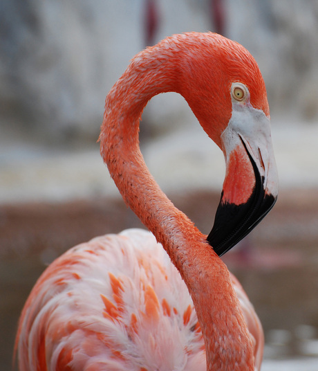 Mooi roze is niet lelijk