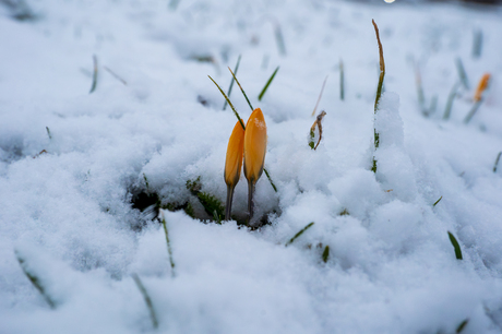 Voorjaar in de winter