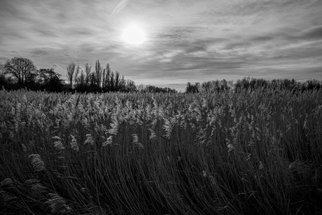 Riet met tegenlicht