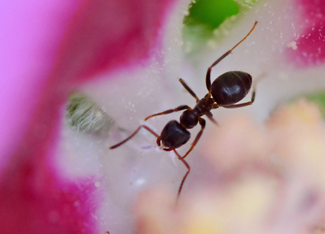 Mier in een hibiscus bloem