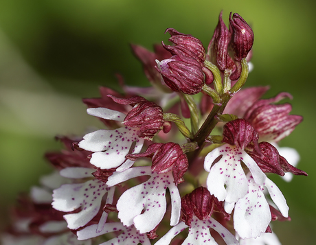 Purperorchis