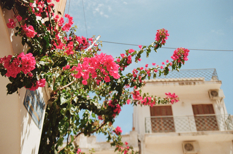 Bougainvillea