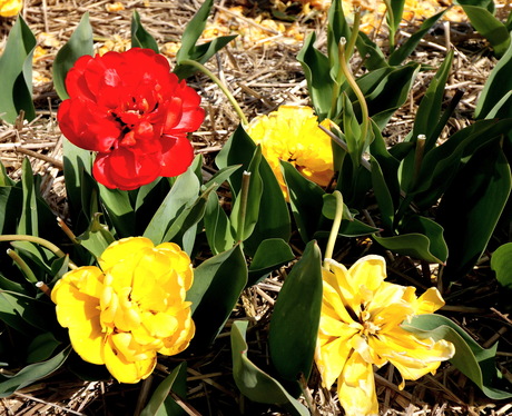 Pioentulpen.