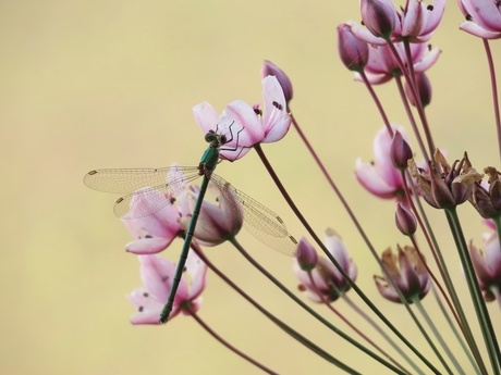 Juffer op zwanenbloem