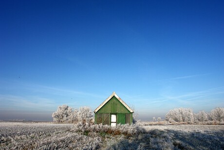 wintergroen