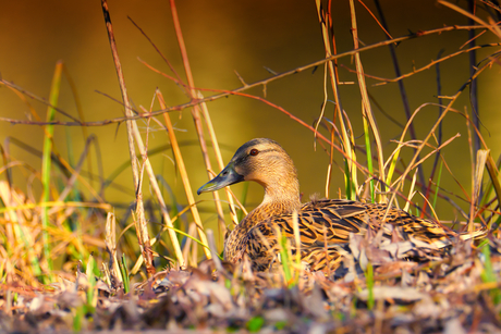 Gewone vrouwtjes eend
