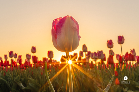 Tulpen zonsondergang 
