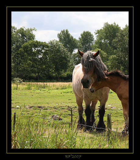 Merry & Veulen