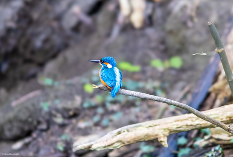 Ijsvogel bij Poldervaart 