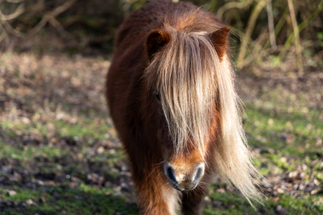 Pony in het wild