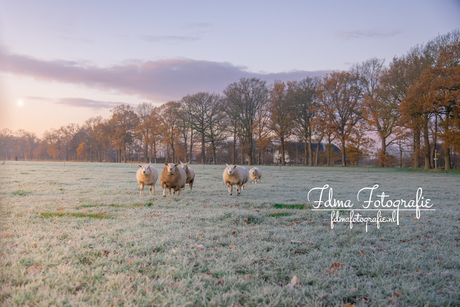 Schapen in een winterlandschap