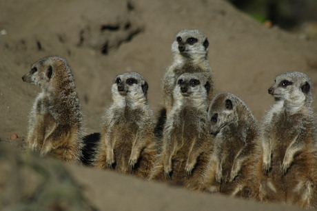 Het busje komt zo jongens