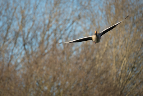 Grauwe gans in vlucht