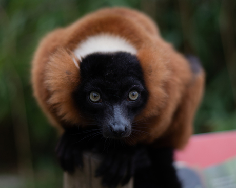 red ruffed lemur