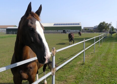 P1290525   Paarden weiland   Contact  maken  13 aug 2025 