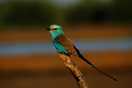 Abyssinian Roller.jpg