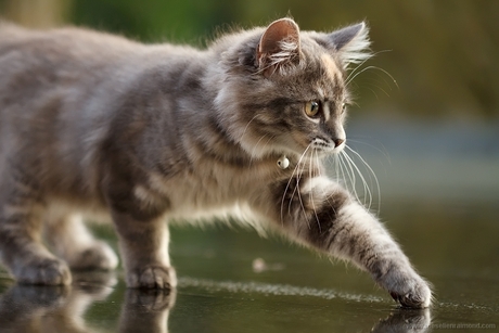 Cat on a Wet Tin Roof