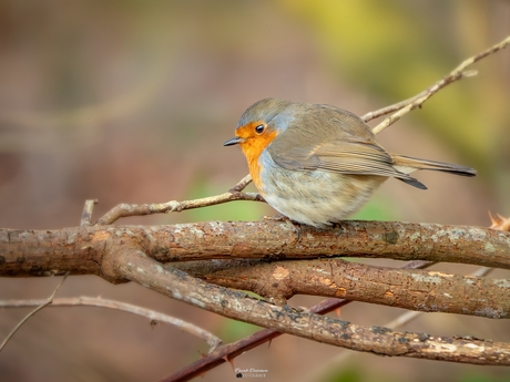 Winterse warmte bij Zwaneveldsgat.
