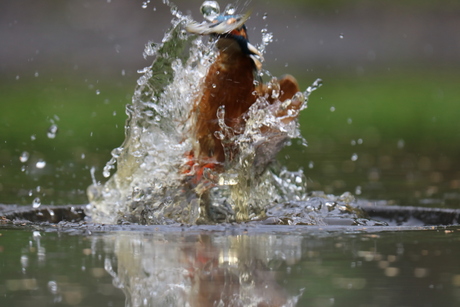 IJsvogel