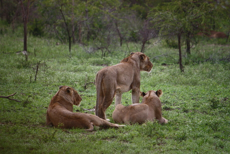 Leeuwen Kruger National