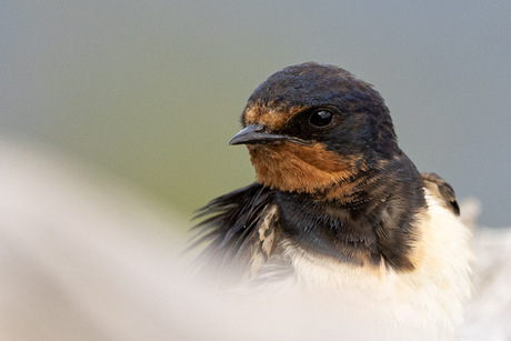 Beter een boerenzwaluw....