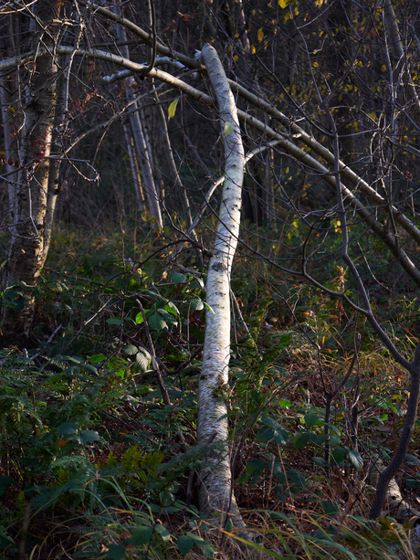 Reflecties van de Zon