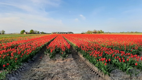 BOLLENVELD