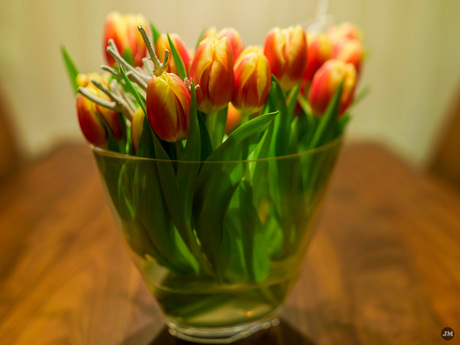 Tulpen