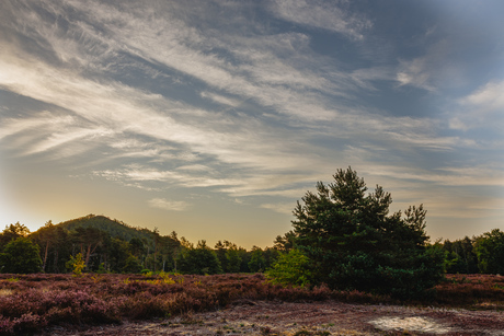 Op de heide met zicht op terril van Waterschei