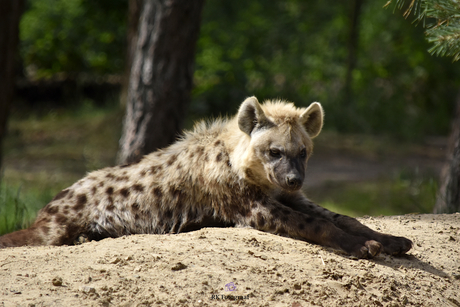 Hyena 
