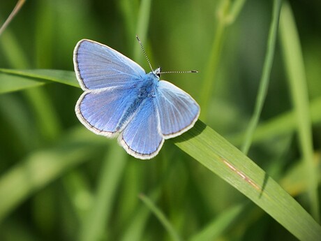Icarus blauwtje mannetje