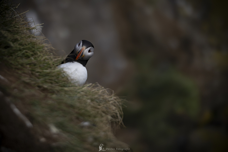 Puffin, ofwel papegaaiduiker. 