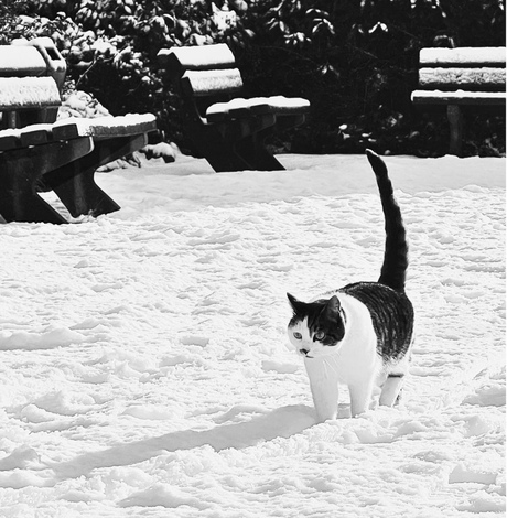 Poes loopt in sneeuw