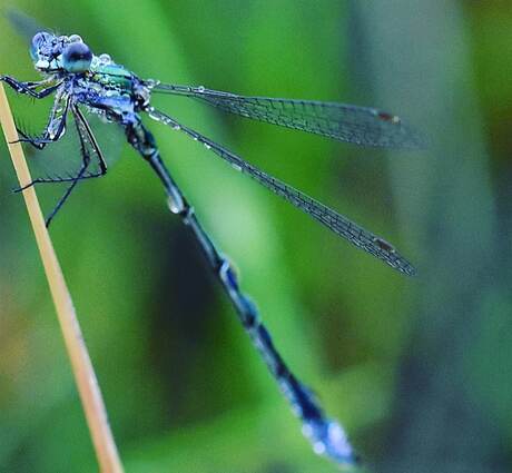 Dragonfly