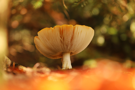 Op zoek naar paddenstoelen in het bos.