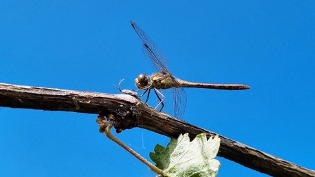 Een Bruinrode heidelibel ging ff poseren voor...