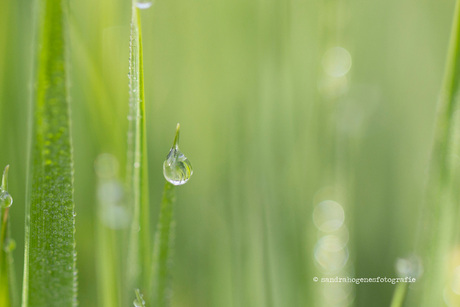 dauwdruppels gras