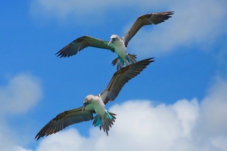 Blauwpoot Jan van Genten net voordat ze met 100km/uur gaan duiken.Galapagos.