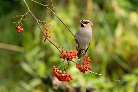 Pestvogel 