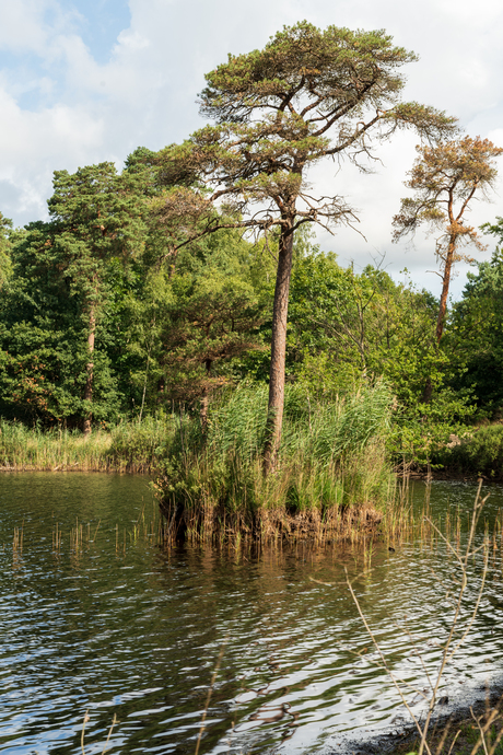 Nieuwe natuur